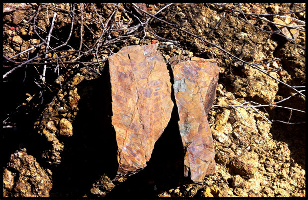 A prehistoric fossil embedded in a rock formation in the mountains of Rosario Nuevo, Oaxaca, Mexico, presented by Aricio.